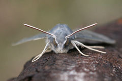 Hyles vespertilio