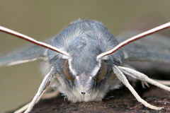Hyles vespertilio