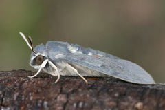 Hyles vespertilio