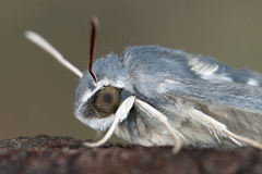 Hyles vespertilio