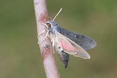 Hyles vespertilio