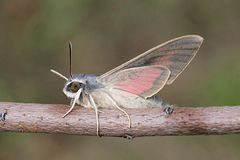 Hyles vespertilio