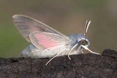 Hyles vespertilio