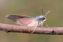 Hyles vespertilio