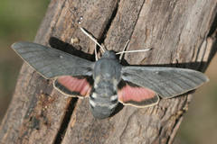 Hyles vespertilio