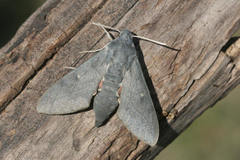 Hyles vespertilio