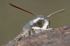 Hyles vespertilio