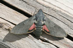 Hyles vespertilio