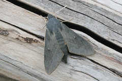 Hyles vespertilio