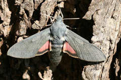Hyles vespertilio