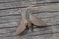 Hyles vespertilio