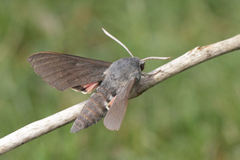Hyles vespertilio