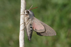 Hyles vespertilio