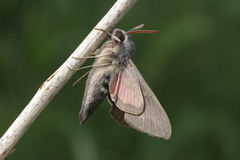 Hyles vespertilio
