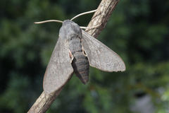 Hyles vespertilio