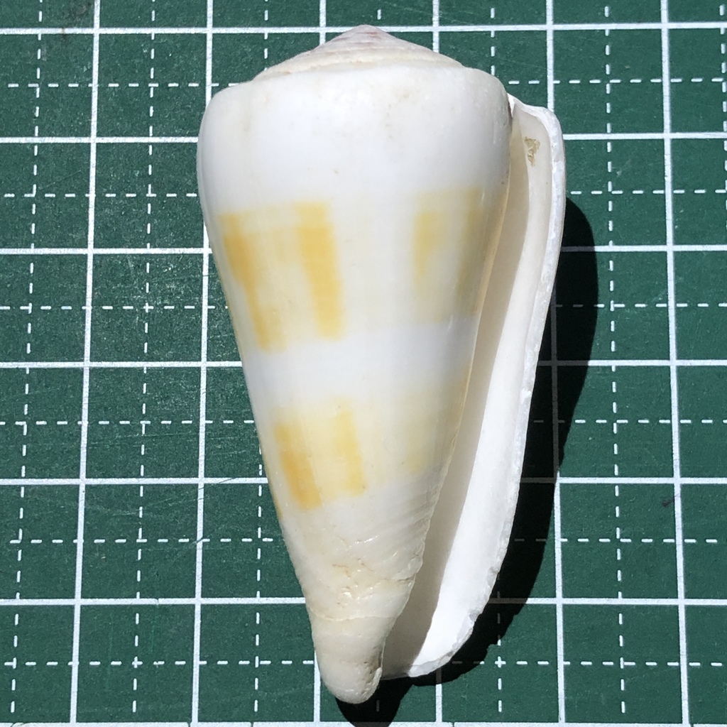 Singed cone