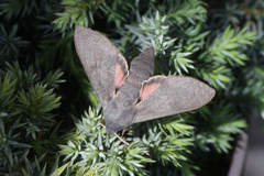 Hyles vespertilio