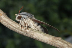 Hyles vespertilio