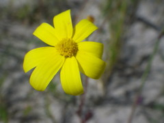Senecio littoreus