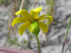 Senecio littoreus