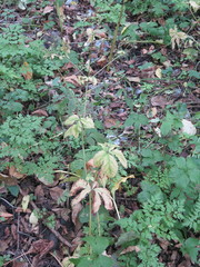 Sanicula chinensis