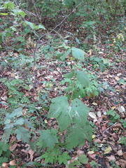 Aconitum alboviolaceum