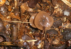 Sclerotinia