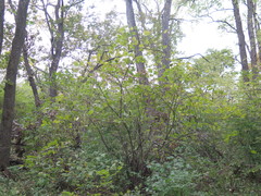 Philadelphus tenuifolius