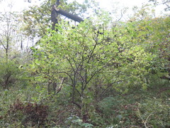 Eleutherococcus sessiliflorus