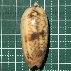 Oliva miniacea