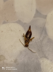 Forficula auricularia