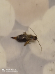 Forficula auricularia