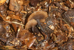 Sclerotinia