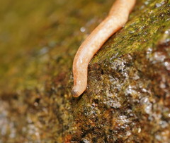 Argonemertes australiensis