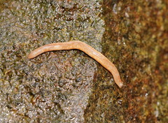 Argonemertes australiensis