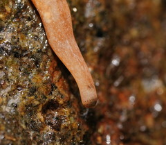 Argonemertes australiensis