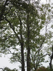 Fraxinus mandshurica