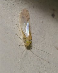 Xanthocaecilius