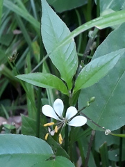 Cleome serrata