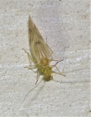 Xanthocaecilius