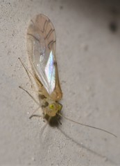 Xanthocaecilius