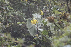 Cyrtochilum macranthum