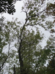 Fraxinus mandshurica