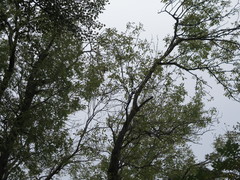 Fraxinus mandshurica