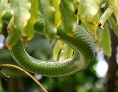 Dendroaspis angusticeps