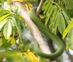 Dendroaspis angusticeps