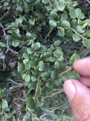 Planchonella cotinifolia