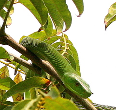 Dendroaspis angusticeps