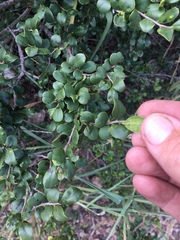 Planchonella cotinifolia