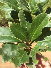 Terminalia porphyrocarpa